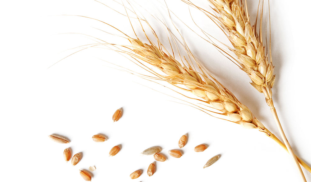 Weizenkeime haben einen besonders hohen Spermidingehalt Weizenkeime haben einen besonders hohen Spermidingehalt