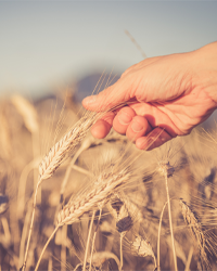 Weizenkeimlingspulver in höchster Qualität Weizenkeimlingspulver in höchster Qualität